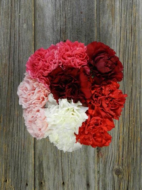 VALENTINE`S DAY ASSORTED CARNATION